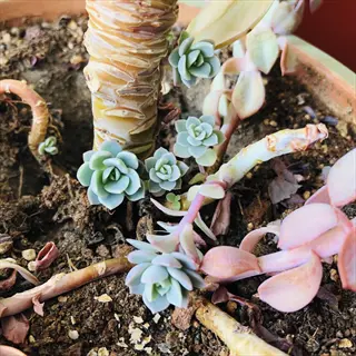 close-up of succulent pup growth: multiple small baby succulents emerging from mature plant's base and stems in a terracotta pot with soil visible