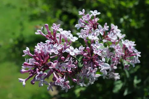 close-up of superba lilac pink flowers blooming against blurred green foliage