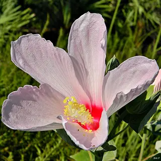 close-up of swamp hibiscus grandiflorus flower with pink petals and red center
