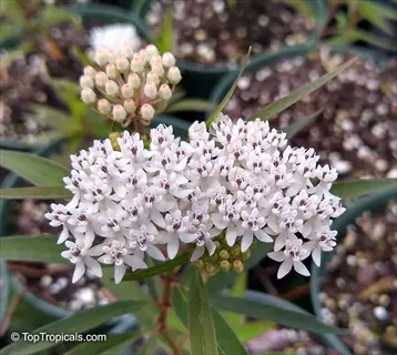 close-up of swamp milkweed flowers (asclepias) showing dense clusters of tiny white florets and unopened buds with green foliage