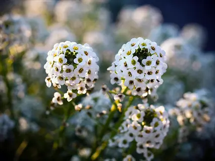 close-up of sweet alyssum white flowers in full bloom with soft green background