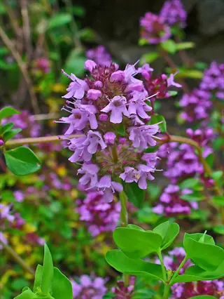 close-up of thyme flowers purple cluster in full bloom with green foliage and soft-focus background