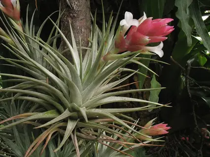 close-up of tillandsia stricta bloom with pink and white flowers emerging from silvery-green foliage