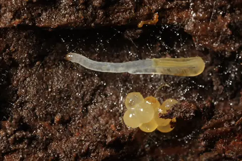 close-up of translucent fungus gnat larvae and gelatinous eggs on decaying wood with fungal threads