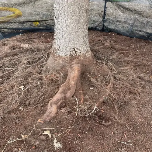 close-up of tree roots during a plant roots soil inspection, with exposed soil and protective netting in the background