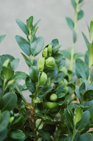 close-up of vardar valley boxwood with glossy green leaves and developing buds