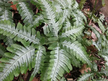 close-up of variegated fern leaves showing green fronds with prominent white variegation in a natural setting