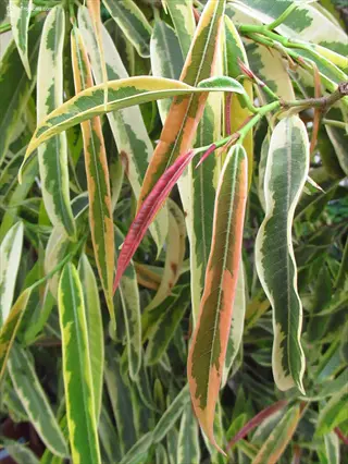 close-up of variegated ficus plant featuring long, slender leaves with green and cream patterns and hints of reddish new growth