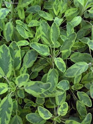 close-up of variegated mammoth sage leaves with green and yellow patterns