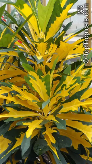 close-up of vibrant banana croton yellow plant with striking green and gold variegated leaves