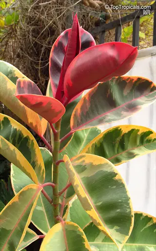 close-up of vibrant belize rubber plant (ficus elastor) showcasing variegated green-yellow leaves with striking red new growth