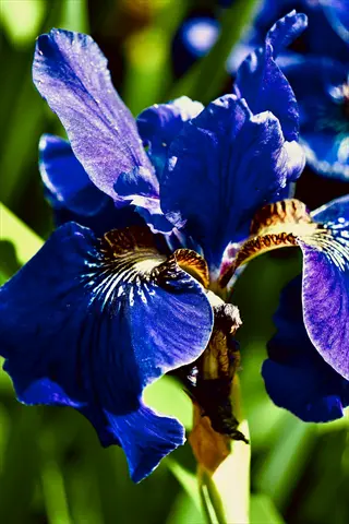 close-up of vibrant blue siberian iris flowers blooming in a garden