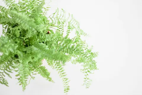 close-up of vibrant boston fern with healthy, lush fronds against a clean white background