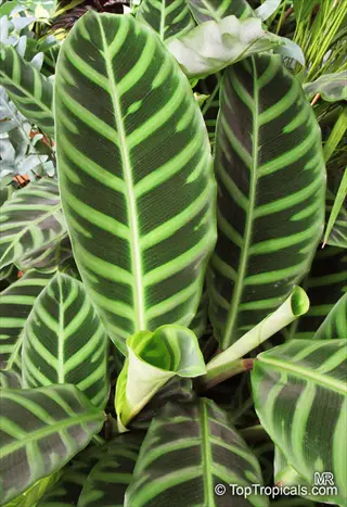 close-up of vibrant calathea zebrina leaves with distinctive green and dark brown striped patterns