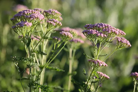 close-up of vibrant cerise queen yarrow flower clusters with feathery green foliage
