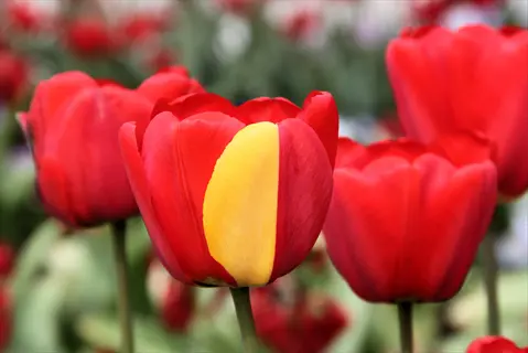 close-up of vibrant darwin hybrid tulip blooms featuring a striking red tulip with yellow stripe among other red tulips