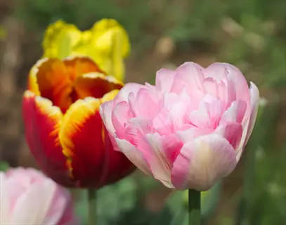 close-up of vibrant double peony tulips featuring red with yellow edges and soft pink blooms