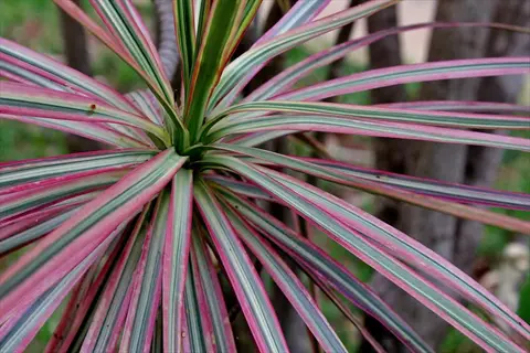 close-up of vibrant dracaena magenta leaves with green, white and pink stripes