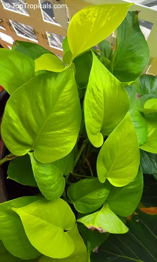 close-up of vibrant golden pothos leaves with heart-shaped foliage in varying green-yellow shades