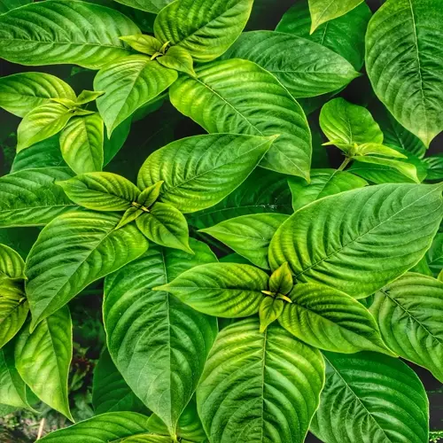 close-up of vibrant green plant leaves with visible veins and overlapping patterns
