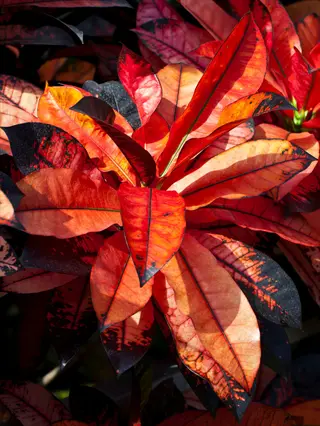 close-up of vibrant mrs iceton croton leaves showcasing fiery red, orange, and deep burgundy hues with dark veining