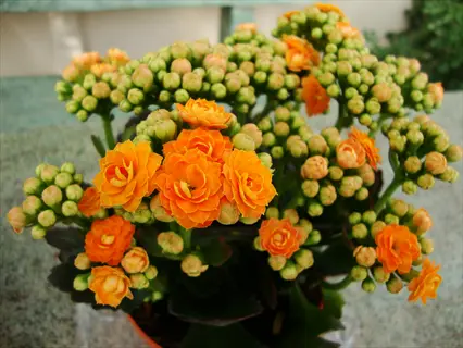 close-up of vibrant orange calandiva kalanchoe blooms and buds in a pot