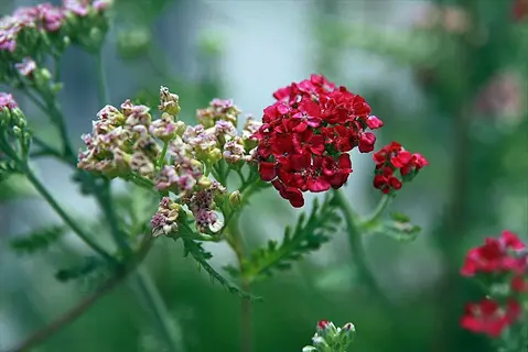 close-up of vibrant paprika yarrow flowers with red and pink blossoms among green foliage
