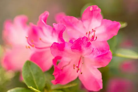 close-up of vibrant pink azalea flowers with green leaves, softly blurred background