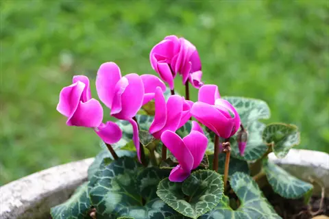 close-up of vibrant pink cyclamen flowers bloom in a garden pot