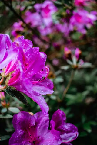 close-up of vibrant purple azalea blooming shrub with water droplets, lush green background