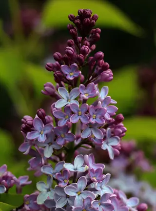 close-up of vibrant purple lilac blooming with delicate petals and buds against blurred green foliage background