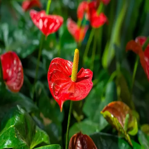 close-up of vibrant red anthurium plant blooming with yellow spadix surrounded by lush green foliage