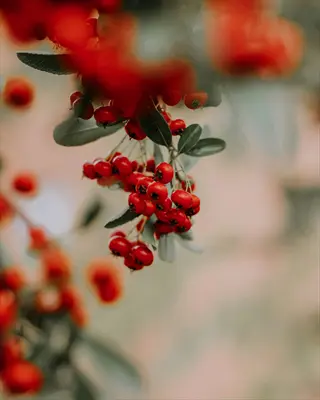 close-up of vibrant red chokeberry fall berries clustered on a branch with green leaves, soft blurred background