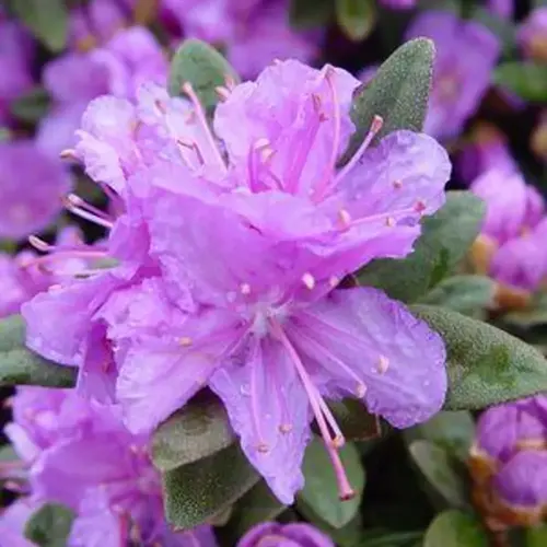 close-up of vibrant rhododendron purple blooms with dewdrops on petals