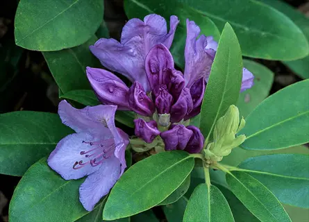 close-up of vibrant rhododendron purple flowers surrounded by lush green leaves