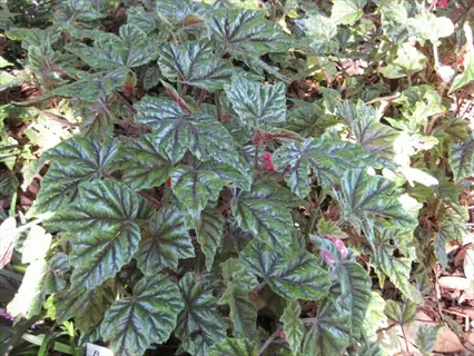 close-up of vibrant silver begonia leaves with prominent veins and natural sheen in a garden