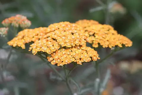 close-up of vibrant terracotta yarrow blooms with clustered orange flowers and green foliage
