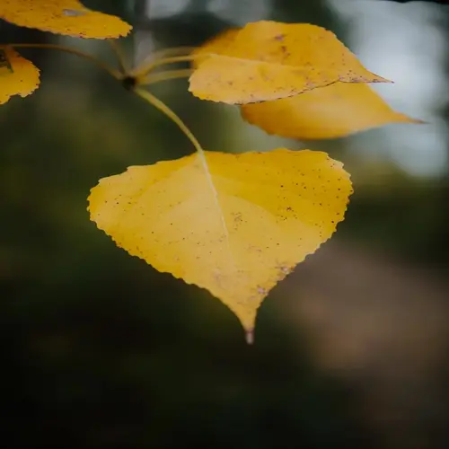 close-up of vibrant yellow plant leaves with brown speckles against blurred green background