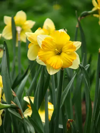 close-up of vibrant yellow split corona daffodil flowers with green foliage