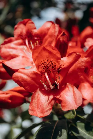 close-up of vivid orange red azalea flowers with dark speckled centers and green foliage