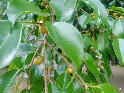 close-up of weeping fig ficus benjamina showcasing glossy green leaves and small green fruits, featuring vr watermark