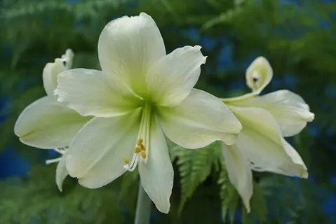 close-up of white amaryllis blooms with green foliage background