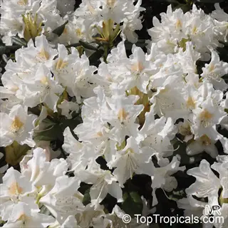 close-up of white azalea dwarf shrub blooming with multiple flowers and green foliage