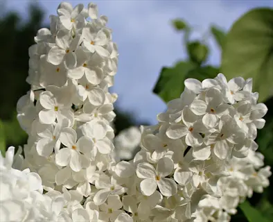 close-up of white double lilac blooms with green foliage under blue sky