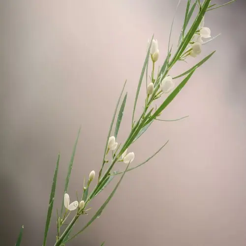 close-up of white flowering plant stem in a compost tea brewing garden with soft gradient background
