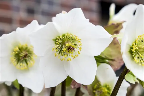 close-up of white hellebore winter blooms with green-yellow centers against blurred garden background