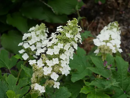 close-up of white oakleaf hydrangea blooms with conical flower clusters and large green foliage