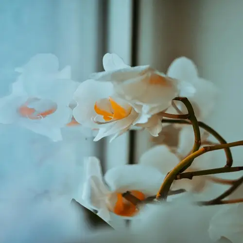 close-up of white orchid plant with orange centers by a windowsill, soft natural light filtering through
