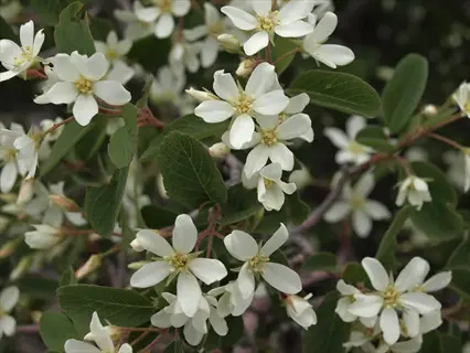close-up of white serviceberry tree flowers with yellow centers surrounded by green leaves