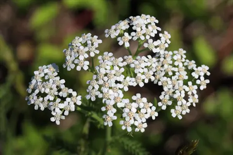 close-up of white yarrow wildflower cluster with tiny blooms and yellow centers, surrounded by green foliage